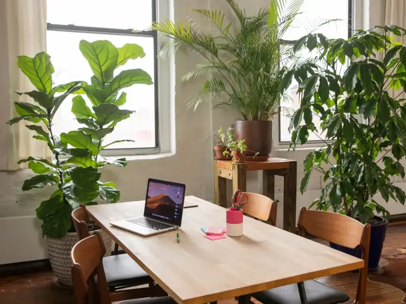 Bureau lumineux avec grandes plantes tropicales et mobilier en bois, espace de travail parfaitement entretenu