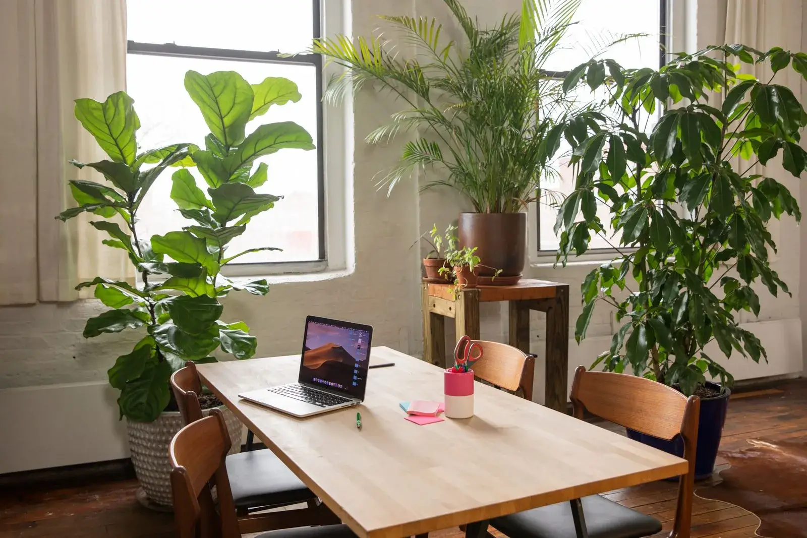 Bureau lumineux avec grandes plantes tropicales et mobilier en bois, espace de travail parfaitement entretenu